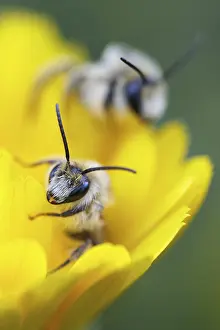 Breeches bee (Dasypoda hirtipes) sitting on a marigold flower (Calendula)