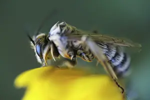 Breeches bee (Dasypoda hirtipes) sitting on a marigold flower (Calendula)