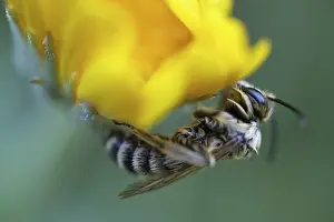 Breeches bee (Dasypoda hirtipes) sitting on a marigold flower (Calendula)