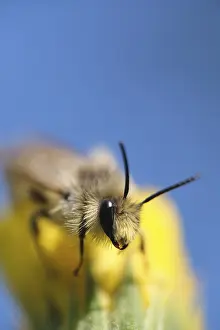 Breeches bee (Dasypoda hirtipes) sitting on a marigold flower (Calendula)