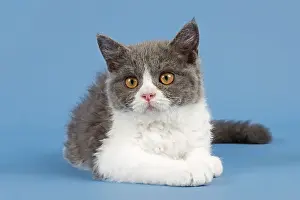 Breed Selkirk Rex Kitten, 10 weeks old