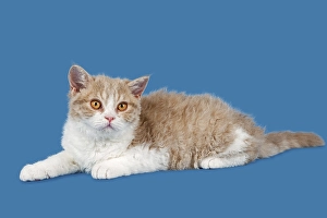 Breed Selkirk Rex Kitten, 14 weeks old