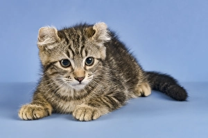 Breedcat American Curl (Felis silvestris catus)