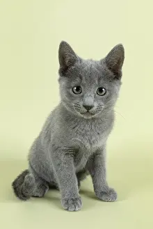Breedcat Russian Blue (Felis silvestris catus)