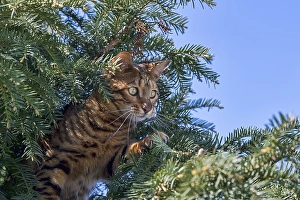 Breedcat Toyger (Felis silvestris catus)