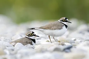 Breeding bird pair, Little ringed plover (Charadrius dubius) on gravel bank
