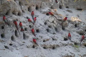 Breeding caves on the banks of the Kwando