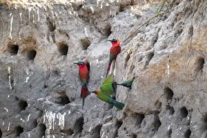 Breeding caves on the banks of the Kwando