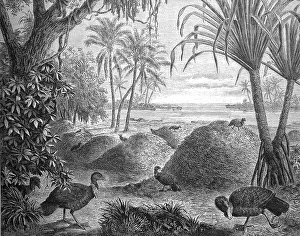 Breeding grounds of the red-billed Talegalla chickens