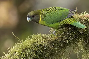 Brehm's Tiger Parrot (Psittacella brehmii)