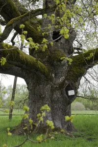 Breit Eich natural monument, broad oak