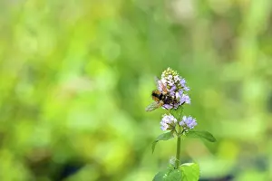 Breite Raupenfliege (Tachina fera)