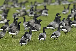 Brent geese (Branta bernicla) flock feeding on grass in field