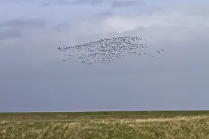 Brent Geese (Branta bernicla) flying along the sea wall Terrington Marsh