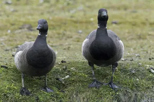 Two Brent geese (Branta bernicla) foraging on salt marsh