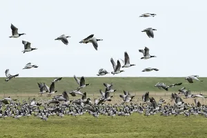 Brent geese in the nature reserve