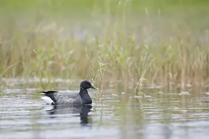 Brent goose (Branta bernicla)