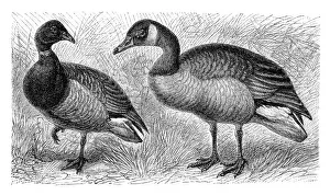 Brent goose (Branta bernicla) on the left