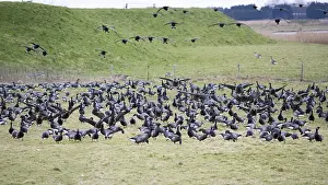 Brent Goose (Branta bernicla), migratory birds in flight and landing on pasture to feed
