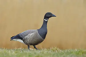 Brent goose (Branta bernicla) standing in a meadow