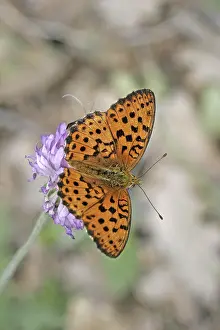 Brenthis Daphne, blackberry mother-of-pearl butterfly