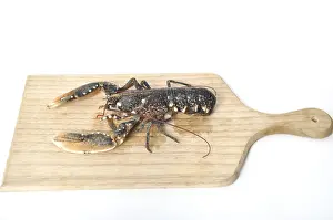 Category Wildlife DE Prints: Breton Lobster alive on a cutting board