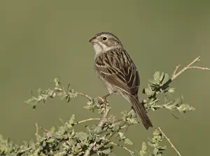 Brewer's Sparrow (Spizella breweri)