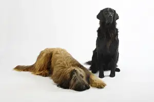 Briard, 14 months, and Flat Coated Retriever