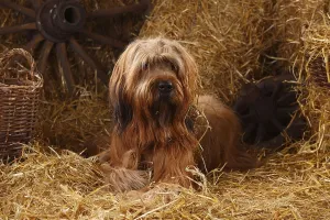 Briard, Berger de Brie