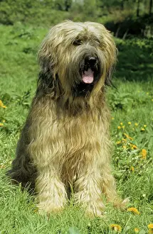 Briard, Berger de Brie, grise (grey)
