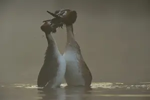 Bridal gifts... Great Crested Grebe (Podiceps Scalloped ribbonfish)