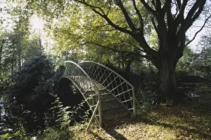 Bridge over a woodland pool, mature beech tree in autumn
