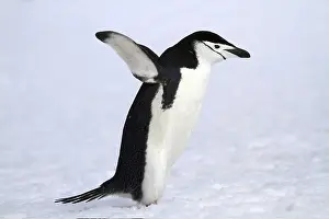Bridled penguin in Antarctica, animals