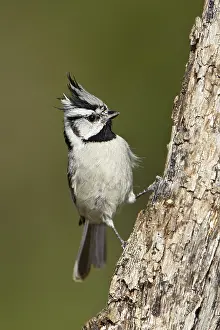 Bridled Titmouse (Baeolophus wollweberi)