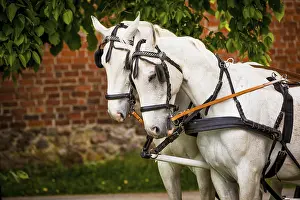 Two bridled white horses
