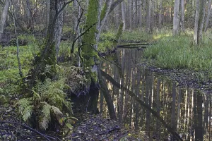 The Briese river in autumn in the Briese Valley landscape conservation area near Berlin