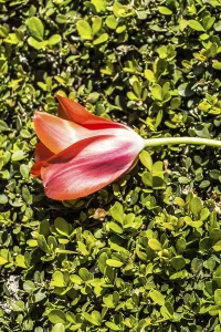 Bright colorful tulips as natural floral background