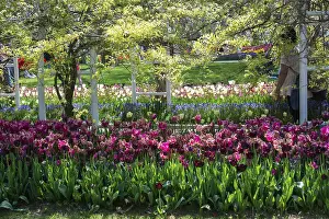 Category Historic EN Prints: Bright colorful tulips as natural floral background
