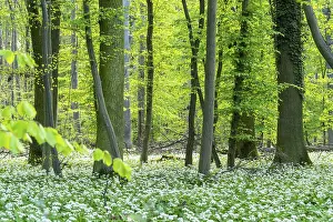Bright forest with deciduous trees and white flowering wild garlic (Allium ursinum)