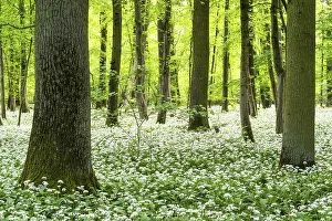 Bright forest with deciduous trees and white flowering wild garlic (Allium ursinum)
