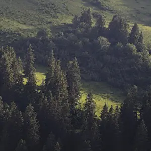 Bright green mountain meadow and pine forest