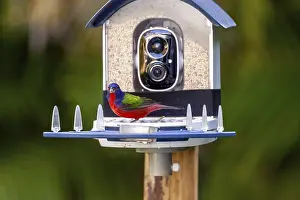 Bright Male painted bunting, Passerina ciris