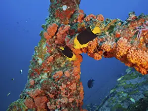 Bright orange corals, orange cup coral (Tubastraea coccinea)