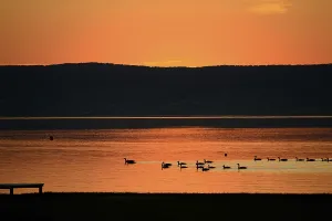 Bright orange sunset - geese swimming at the lake