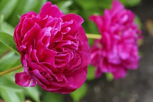 Bright pink peony flowers with bold leaves in the background