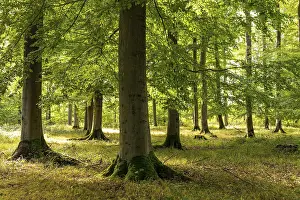 Bright rays of sunlight penetrate the foliage of the beech trees in a lush forest with tall