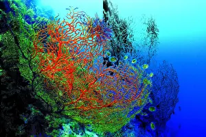 Bright red corals and some fish in the clear blue sea