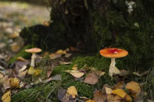 Two bright red fly agaric mushrooms with white spots stand out against the moss