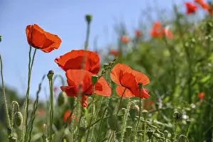 Bright red poppies on a green meadow against a blue sky