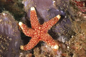 Bright red starfish with white markings